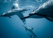 大发官网：官方背书下的信任与极致体验